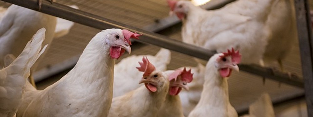 Poultry & feed concentrates of premium quality (for pigs, cows, poultry, rabbits, sheep, goats, ...)