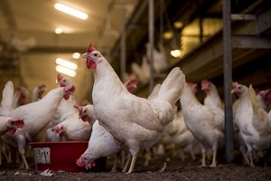 Poultry & feed concentrates of premium quality
